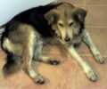 Χάθηκε αρσενικός σκύλος στο Μαρούσι