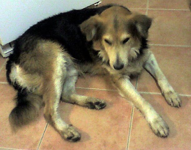 Χάθηκε αρσενικός σκύλος στο Μαρούσι