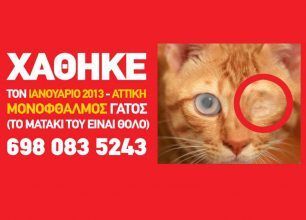Έχασε τον μονόφθαλμο γάτο του στην Αγία Παρασκευή Αττικής