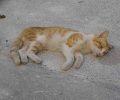 Νεκρό γατάκι μάλλον από φόλα στο Καλαμάκι Αττικής