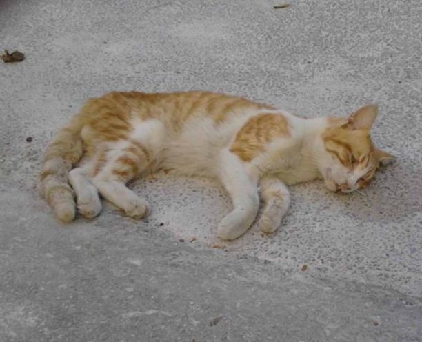 Νεκρό γατάκι μάλλον από φόλα στο Καλαμάκι Αττικής