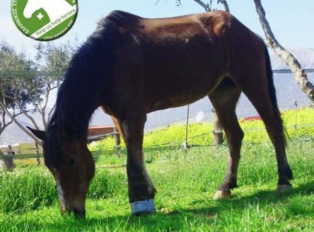 Πέθανε από ανακοπή η ακρωτηριασμένη φοράδα που εγκαταλείφθηκε στο Αλιβέρι Εύβοιας