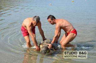 Ναύπλιο: Άλλη μια θαλάσσια χελώνα νεκρή