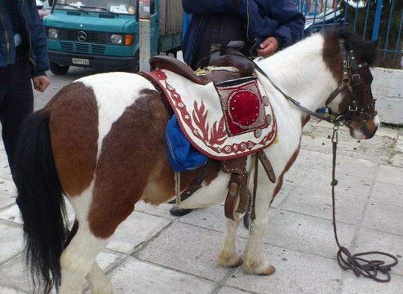 Αθωώθηκε για την εκμετάλλευση του πόνυ στον Άγιο Ιωάννη Ρέντη