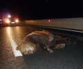 Ενισχυμένη περίφραξη στην Εγνατία Οδό για την προστασία αρκούδων και εποχούμενων