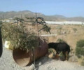 Στις 23-11-2015 η δίκη του βοσκού που άφηνε χωρίς τροφή & νερό τα σκυλιά του στη Φαιστό Ηρακλείου Κρήτης