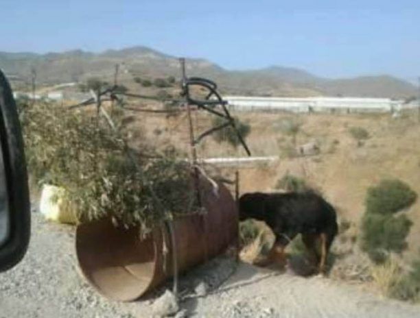 Στις 23-11-2015 η δίκη του βοσκού που άφηνε χωρίς τροφή & νερό τα σκυλιά του στη Φαιστό Ηρακλείου Κρήτης