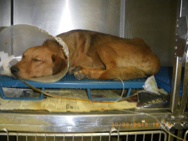 Δίνει μάχη για να κρατηθεί στη ζωή σκύλος που πυροβολήθηκε με αεροβόλο στην Καλαμαριά Θεσσαλονίκης