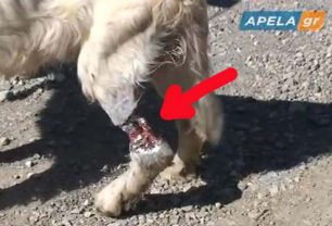 Σπάρτη: Έδεσε το κυνηγόσκυλο και το εγκατέλειψε για να πεθάνει (βίντεο)