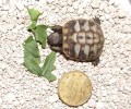 Ένα μωρό χελωνάκι…