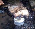 Λαμία: Ο σκύλος για μέρες γαύγιζε κολλημένος στην πίσσα