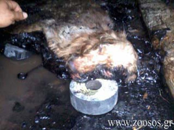Λαμία: Ο σκύλος για μέρες γαύγιζε κολλημένος στην πίσσα