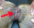 Για περισσότερο από 2 χρόνια σκύλος ζούσε με τον σπάγκο να πνίγει τον λαιμό του στο Χαλάνδρι
