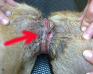 Για περισσότερο από 2 χρόνια σκύλος ζούσε με τον σπάγκο να πνίγει τον λαιμό του στο Χαλάνδρι