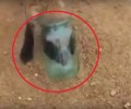 Ρωσία: Έσωσε το αλεπουδάκι βγάζοντας το κεφάλι του από το γυάλινο δοχείο (βίντεο)