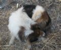 Ηράκλειο Κρήτης: Τρεις έφηβοι ξυλοκόπησαν μέχρι θανάτου έναν αδέσποτο σκύλο