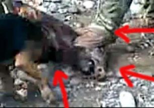 Σχηματίστηκε δικογραφία για την κακοποίηση αγριογούρουνων από κυνηγούς (βίντεο)
