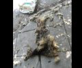 Κομοτηνή: Βρήκαν το κουφάρι του σκύλου μέσα στο τσουβάλι