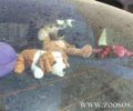 Τα ζώα στο αυτοκίνητο το καλοκαίρι κινδυνεύουν από θερμοπληξία!