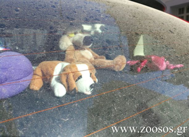 Τα ζώα στο αυτοκίνητο το καλοκαίρι κινδυνεύουν από θερμοπληξία!