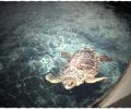 Χανιά: Απελευθερώνουν την θαλάσσια χελώνα καρέτα - καρέτα μετά από 6 χρόνια περίθαλψης!