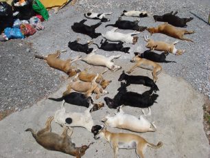 Κρήτη: 27 σκυλιά βρήκαν φρικτό θάνατο από φόλες στη Σητεία Λασιθίου