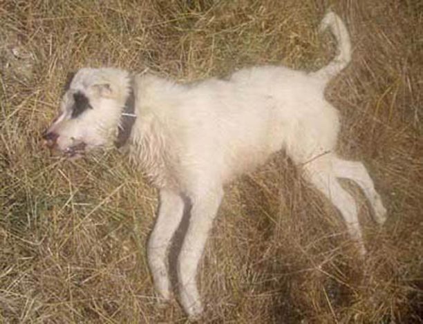 Εξόντωσαν με φόλες 5 σκυλιά στη Θέρμη Θεσσαλονίκης