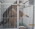 Διαρκή τα περιστατικά με δηλητηριασμένους γύπες στην Κρήτη