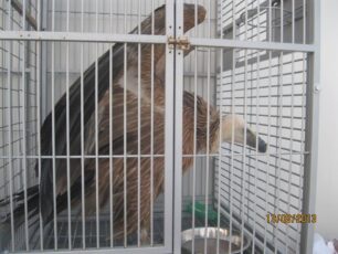 Διαρκή τα περιστατικά με δηλητηριασμένους γύπες στην Κρήτη