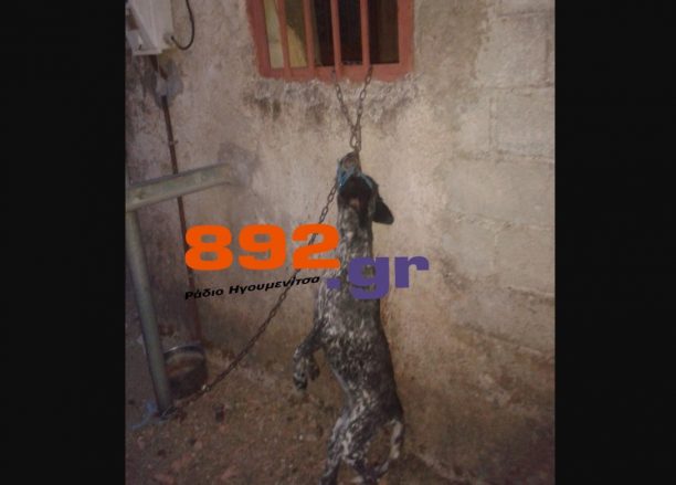 Ελευθέρι Θεσπρωτίας: Του έπνιξαν τον σκύλο με την ίδια του την αλυσίδα
