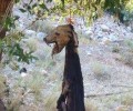 Λεωνίδιο Αρκαδίας: Σκύλος νεκρός από απαγχονισμό κρεμασμένος επί εβδομάδες στο δέντρο