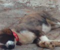 Καταδικάστηκε επειδή σκότωσε δύο σκυλιά του χτυπώντας τα με λοστό στο Πέραμα