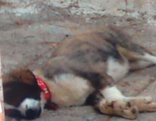 Καταδικάστηκε επειδή σκότωσε δύο σκυλιά του χτυπώντας τα με λοστό στο Πέραμα