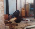 Καταδίκασε και το Εφετείο τον άνδρα που σκότωσε 2 σκυλιά του στο Πέραμα
