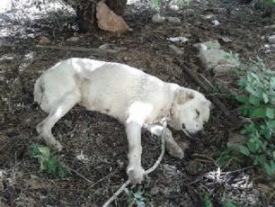 Χανιά: Εγκατέλειψαν κάτω από τη γέφυρα το τυφλό σκυλί
