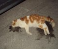 27-6-2017 η δίκη του άνδρα που με φόλες δηλητηρίασε 2 γάτες στο Παλαιό Φάληρο το 2013