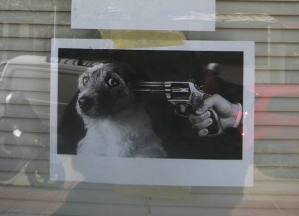 Ηράκλειο Κρήτης: Με αφίσα στο μαγαζί του προειδοποιεί ότι θα σκοτώσει σκυλιά