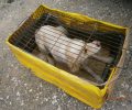 Καταδικάστηκε – με αναστολή – ο άνδρας που έκλεισε τον σκύλο σε τελάρο και τον εγκατέλειψε στην Αμοργό