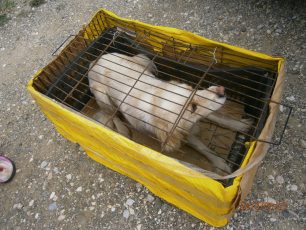Καταδικάστηκε – με αναστολή – ο άνδρας που έκλεισε τον σκύλο σε τελάρο και τον εγκατέλειψε στην Αμοργό