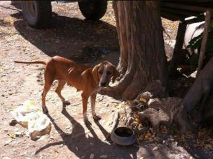 Δένδρα Λάρισας: Σκυλίτσα γέννησε σκελετωμένη - αλυσοδεμένη 10 κουτάβια και της θανάτωσαν τα 8