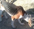 Φλώρινα: Σκύλος τυφλός, σκελετωμένος με το σχοινί να κρέμεται στο λαιμό του…
