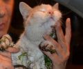 Γλυφάδα: Βρήκαν τη γάτα μέσα στη βενζινόκολλα τυλιγμένη με ταινίες