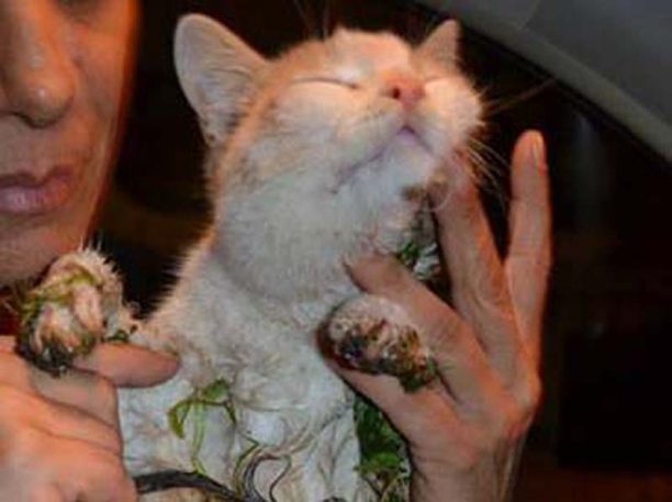 Γλυφάδα: Βρήκαν τη γάτα μέσα στη βενζινόκολλα τυλιγμένη με ταινίες