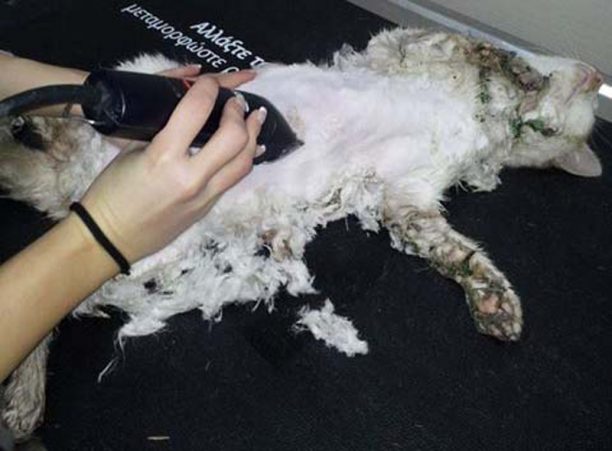 Γλυφάδα: Ξύρισαν τον γάτο για να τον απαλλάξουν από την κόλλα