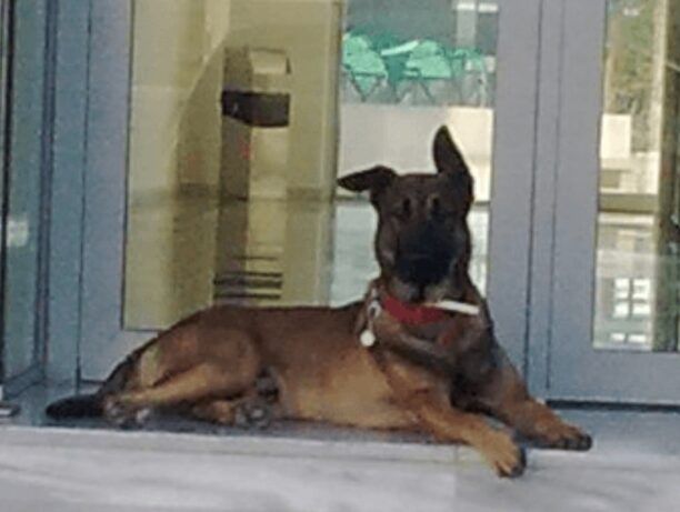 Σκύλος εξαφανίστηκε από τη Θέρμη Θεσσαλονίκης