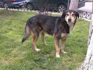 Αμπελόκηποι Θεσσαλονίκης: Δεν υιοθέτησε τον σκύλο που κινδυνεύει με ευθανασία γιατί άλλαξε γνώμη!