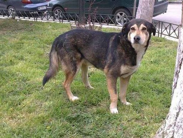 Θεσσαλονίκη: Θέλουν να θανατώσουν τον σκύλο που αντέδρασε φυσιολογικά!