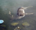 Πάρνηθα: Νεκρό στη λίμνη το ελάφι από το παράνομο «καταφύγιο»
