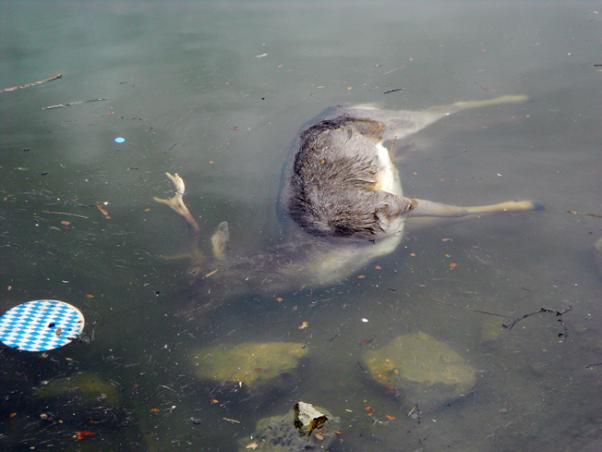 Πάρνηθα: Νεκρό στη λίμνη το ελάφι από το παράνομο «καταφύγιο»