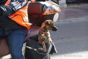 Σκύλος συνοδηγός και αλληλέγγυος…